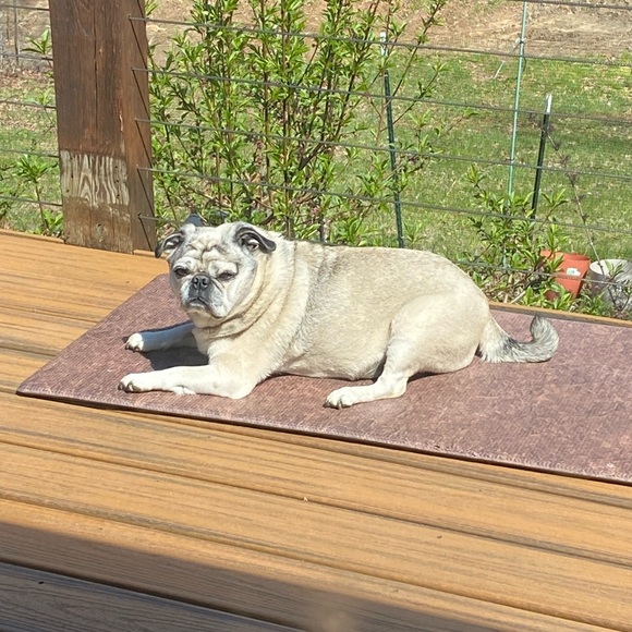 Meet your Posher, Lance - Picture 4 of 11